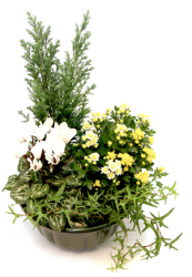 Image du produit Coupe de Plantes Blanc Jaune