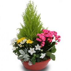 Miniature du produit « Fleurs décès
Coupe de plantes tons Pastel »